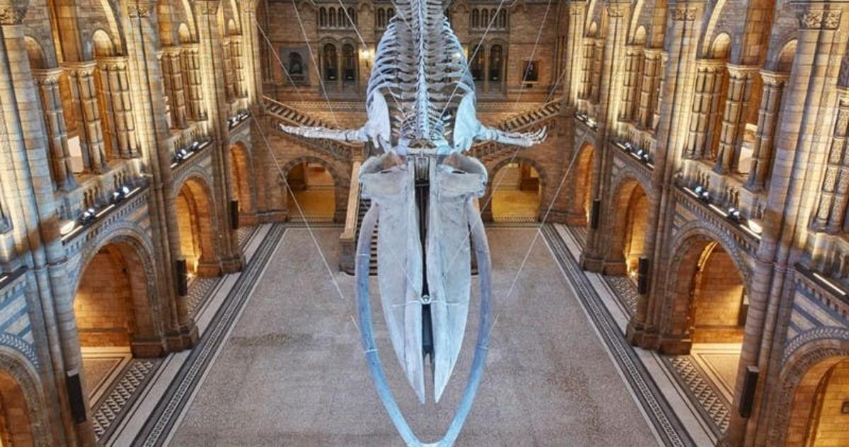 Natural History Museum Guided Tour